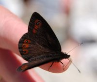 Butterfly on finger